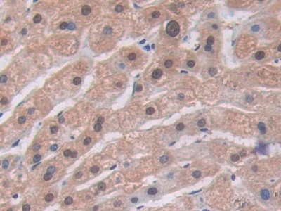 5341