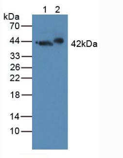 4383
