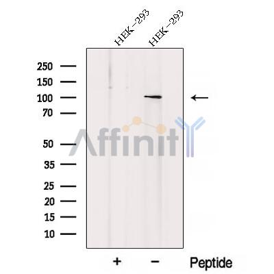 Валидация Affinity DF12801 - 7496
