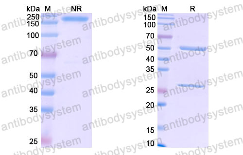 Валидация SDS-PAGE - AntibodySystem FHD76410