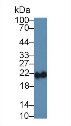 9775