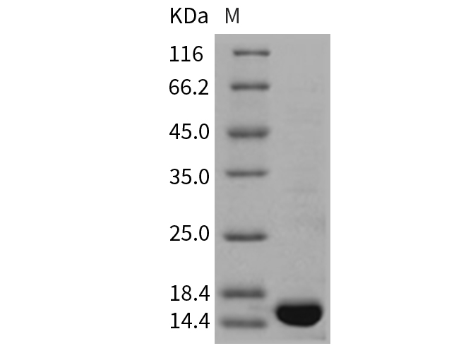 Валидация Elabscience PKSR030443(5762)
