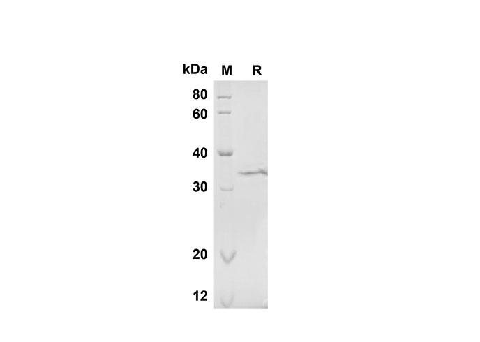 Валидация Elabscience PDMH100290(902)