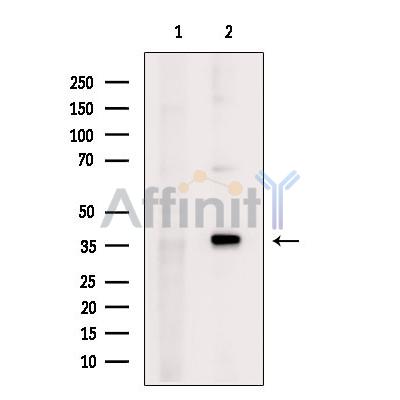Валидация Affinity DF9078 - 21354