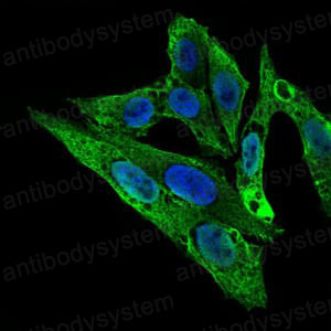 Валидация IF - AntibodySystem RHE92303
