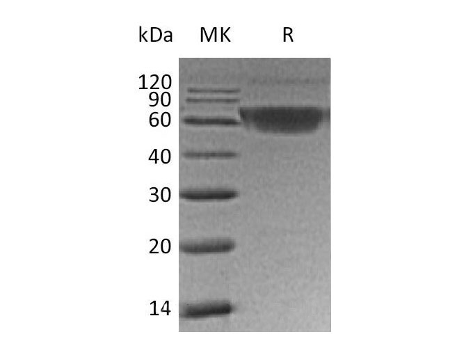 Валидация Elabscience PKSH032864(3270)