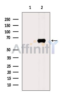 Валидация Affinity DF15967 - 12494