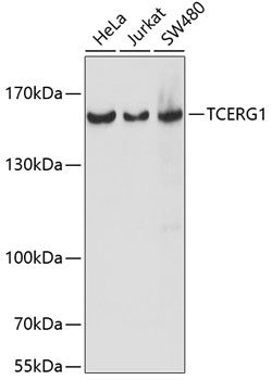 Валидация Elabscience E-AB-65130