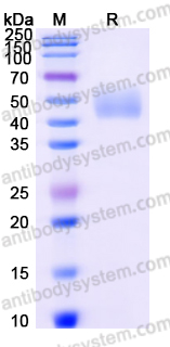 EHJ90101, SDS-PAGE