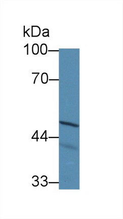 14136