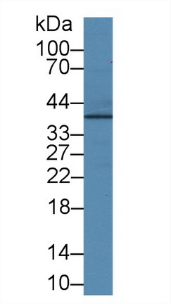 9919