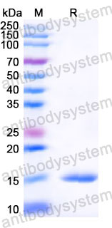 Валидация SDS-PAGE - AntibodySystem RHG53501