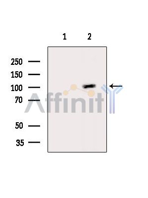 Валидация Affinity DF14289 - 10164