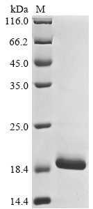SDS-PAGE