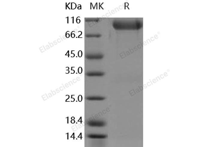 Валидация Elabscience PKSH030490(1407)