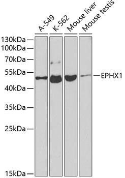 Валидация Elabscience E-AB-60588