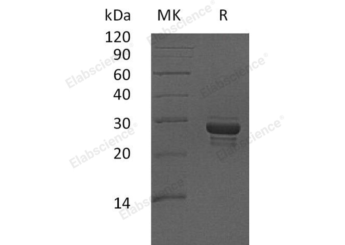 Валидация Elabscience PKSH030665(1541)