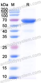 Валидация AntibodySystem YVV15801