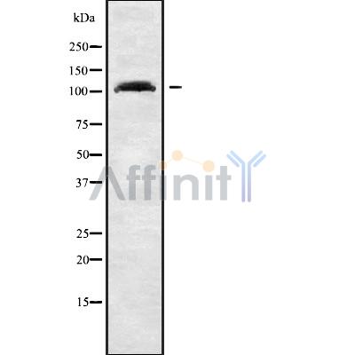 Валидация Affinity DF10105 - 5606