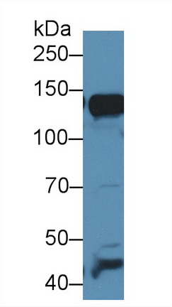 9947
