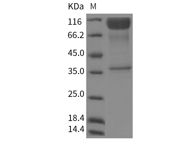 Валидация Elabscience PKSR030186(5549)