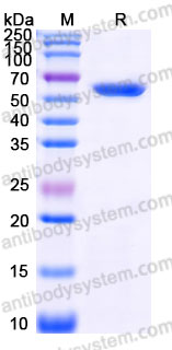 EHD55601, SDS-PAGE