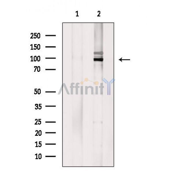 Валидация Affinity DF6783 - 18353