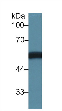 13032
