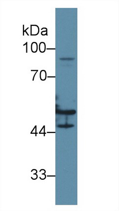 9711