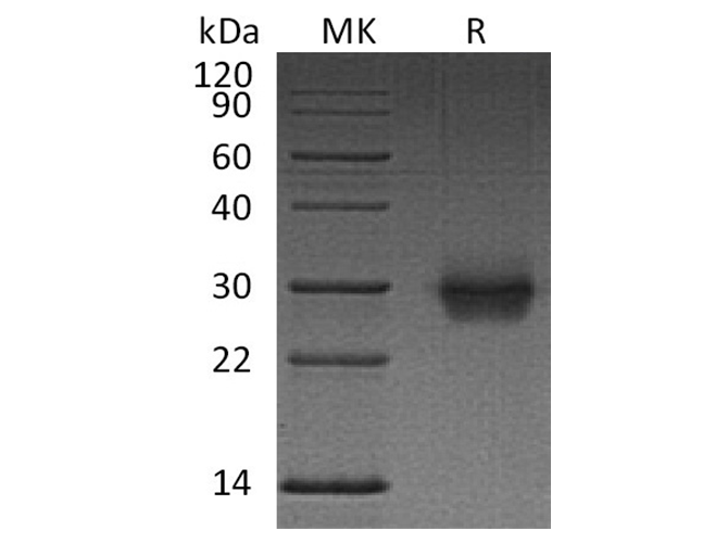 Валидация Elabscience PKSH033723(4001)