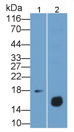 61261
