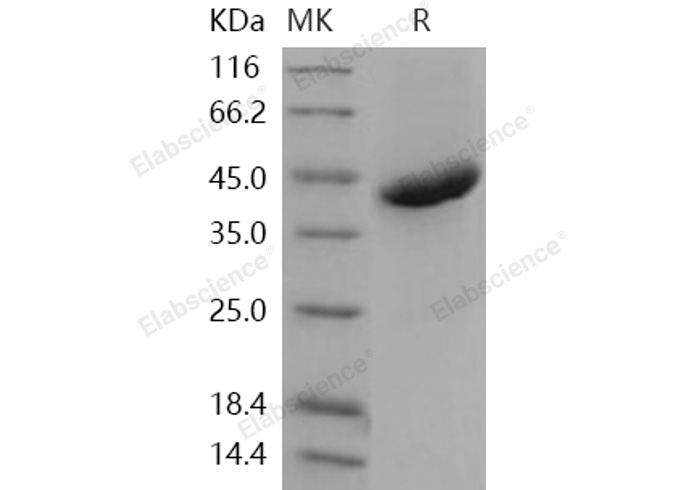 Валидация Elabscience PKSH031269(2014)