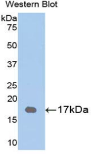 36166