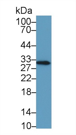 14853