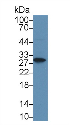 14900