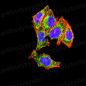 Валидация IF - AntibodySystem RHD96802