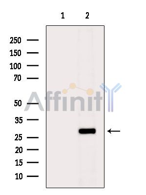 Валидация Affinity DF3371 - 14250