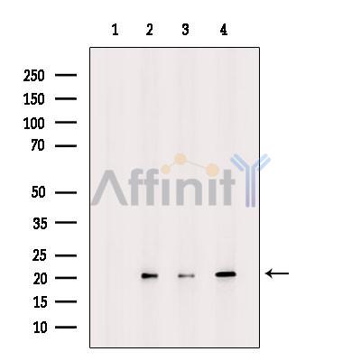 Валидация Affinity DF10001 - 5437
