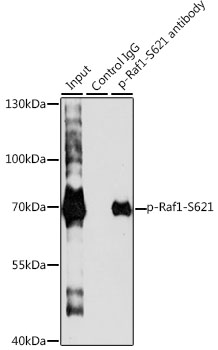 AP0087, иммунопреципитация, клетки HeLa (27814)