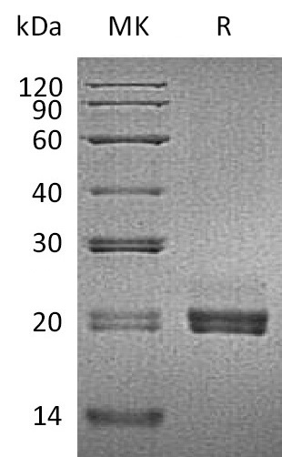 Валидация Elabscience PKSM041352(5246)
