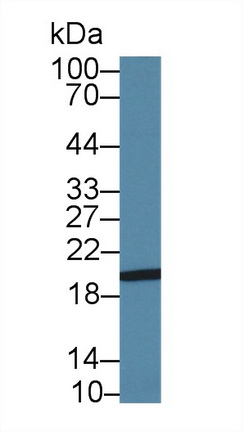 9936