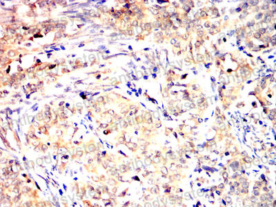 Валидация AntibodySystem RHN98801 (4036)