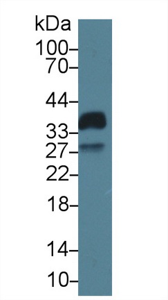 13599