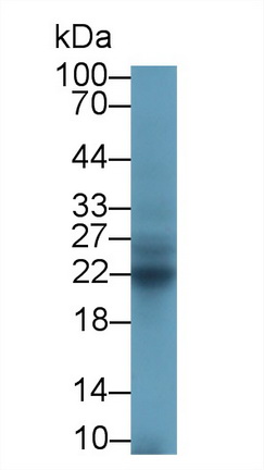14050