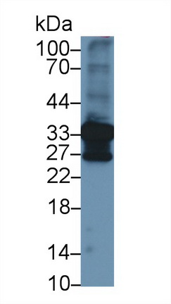 13313
