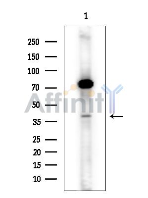 Валидация Affinity DF15497 - 11869