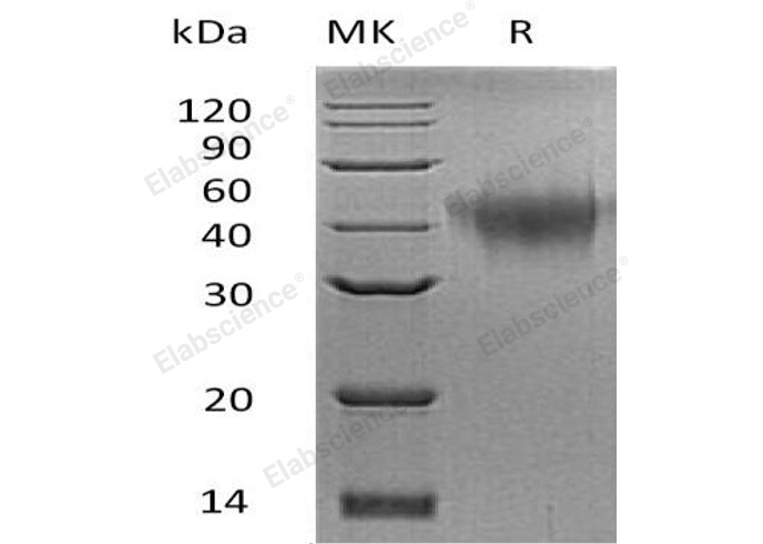 Валидация Elabscience PKSM040846(4805)