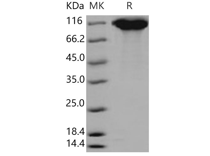 Валидация Elabscience PKSM040688(4668)