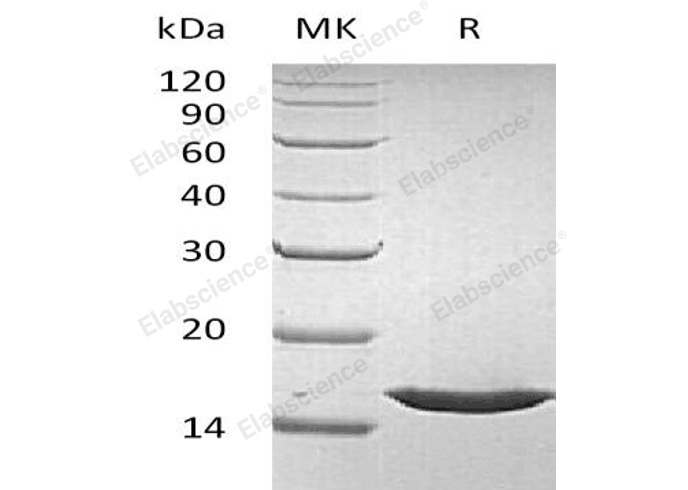 Валидация Elabscience PKSH032431(2908)