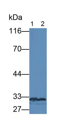 10485
